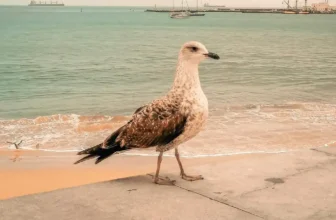 Closest Beaches From Central Lisbon