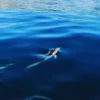 Dolphin Watching Sesimbra