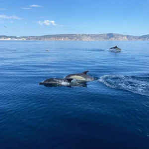 Dolphin Watching Sesimbra