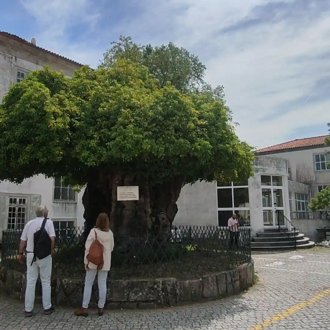 Things To Do in Lamego portugal 3