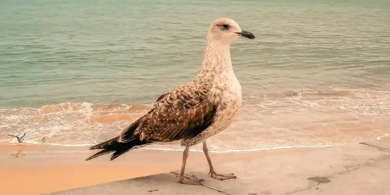 10 Closest Beaches From Central Lisbon